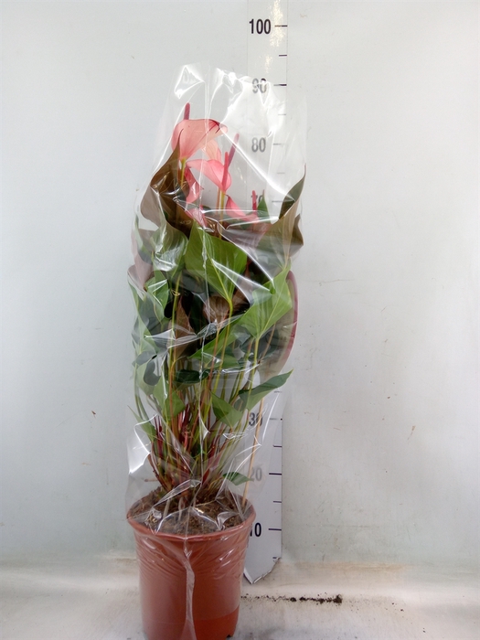 <h4>Anthurium  'Pr. Amalia Hot Lips''</h4>