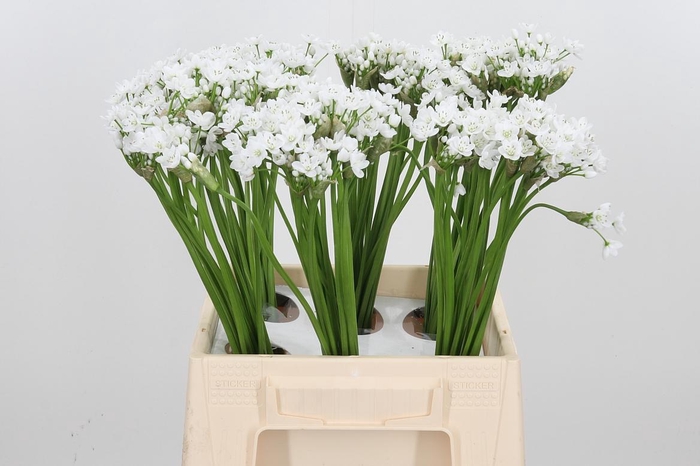 <h4>Allium Flocon</h4>