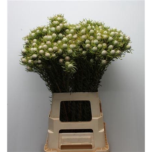 Kaaps Jade Pearl Spray