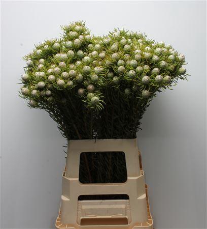 <h4>Kaaps Jade Pearl Spray</h4>