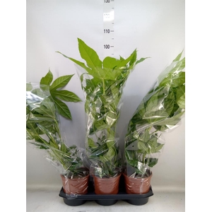 Fatsia japonica   ...