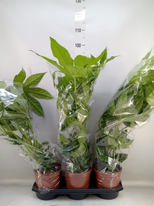 <h4>Fatsia japonica   ...</h4>