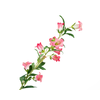 Campanula Pink Dark
