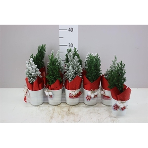 Chamaecyparis La Ellwoodii Snow Green Zink Potcove