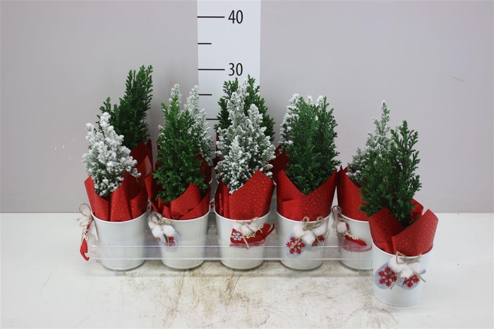 <h4>Chamaecyparis La Ellwoodii Snow Green Zink Potcove</h4>