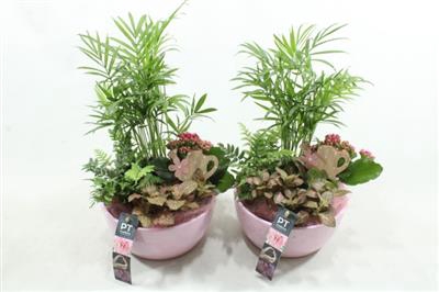 <h4>6318 KER ROZE CHAM</h4>