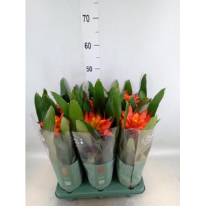 Guzmania  'Fiero Orange'