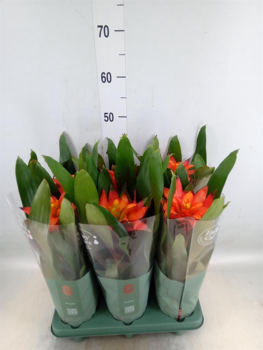 <h4>Guzmania  'Fiero Orange'</h4>