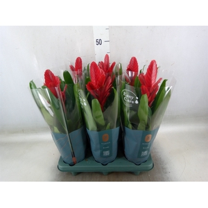 Vriesea  'Intenso Red'