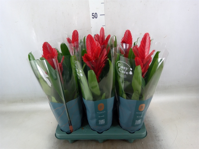 <h4>Vriesea  'Intenso Red'</h4>