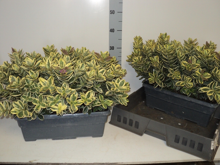 <h4>HEBE AND VARIEGATA</h4>