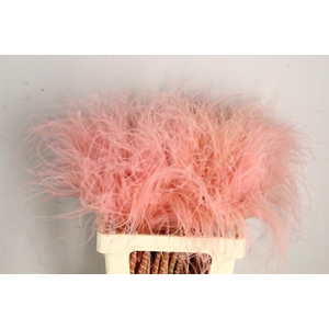 Df Stypha 60cm Bs Light Pink