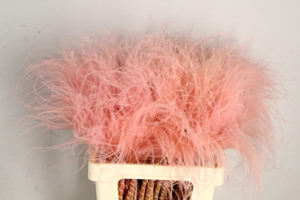 <h4>Df Stypha 60cm Bs Light Pink</h4>