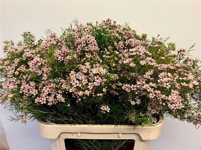 <h4>CHAME UN DORI</h4>