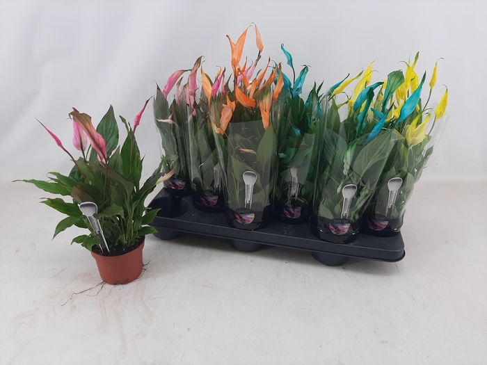 <h4>SPATH CHOPIN</h4>