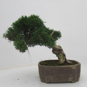 Juniperus chinensis, 17 cm., height 25 cm. (single item)