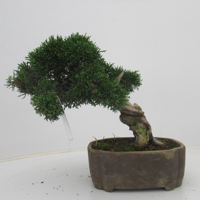 <h4>Juniperus chinensis, 17 cm., height 25 cm. (single item)</h4>