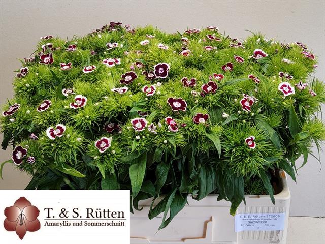 <h4>Dianthus br red/ white</h4>