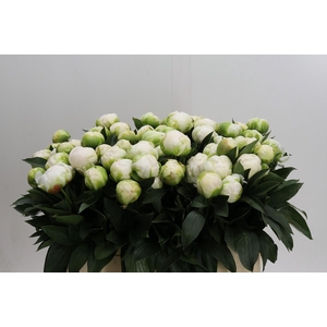 Paeonia Madame Claude Tain