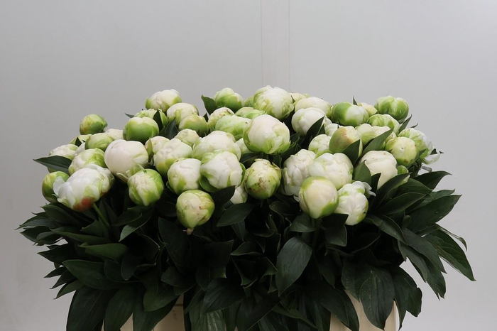 <h4>Paeonia Madame Claude Tain</h4>