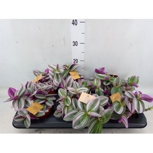 Tradescantia albif. 'Nanouk'