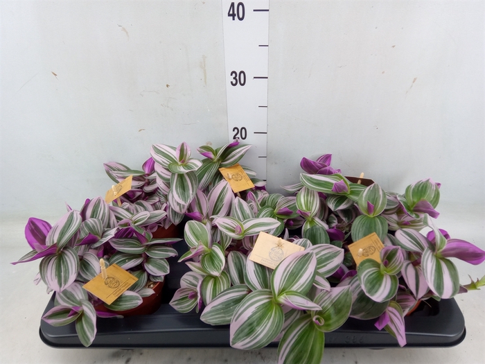 <h4>Tradescantia albif. 'Nanouk'</h4>