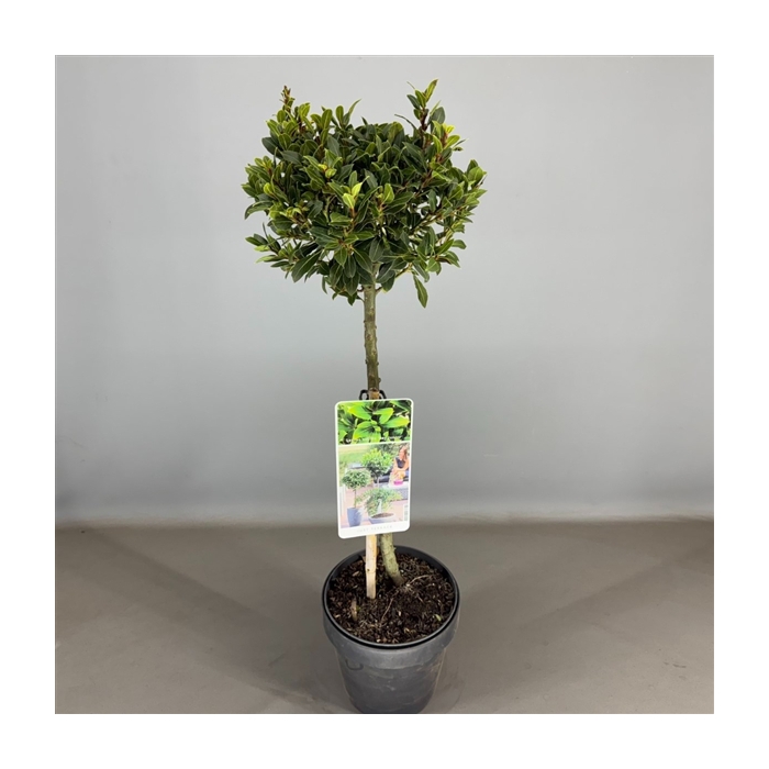 <h4>Laurus nobilis 'Bay Junior' C3</h4>