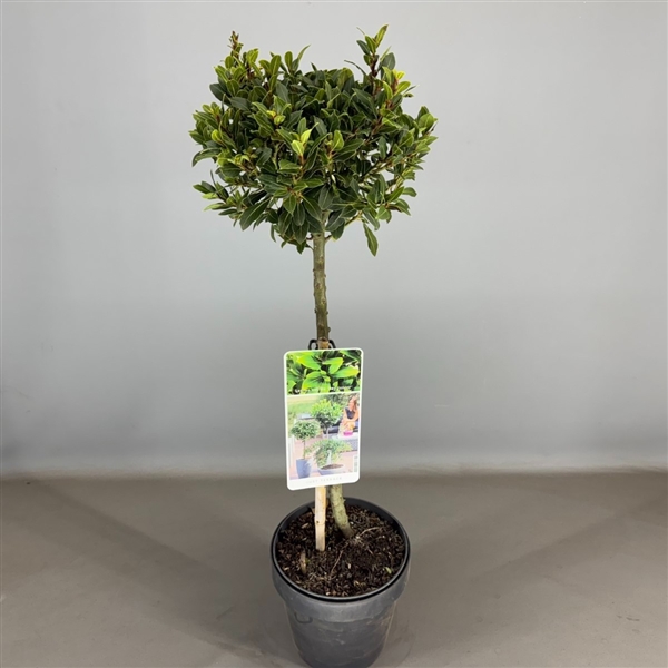 Laurus nobilis 'Bay Junior' C3