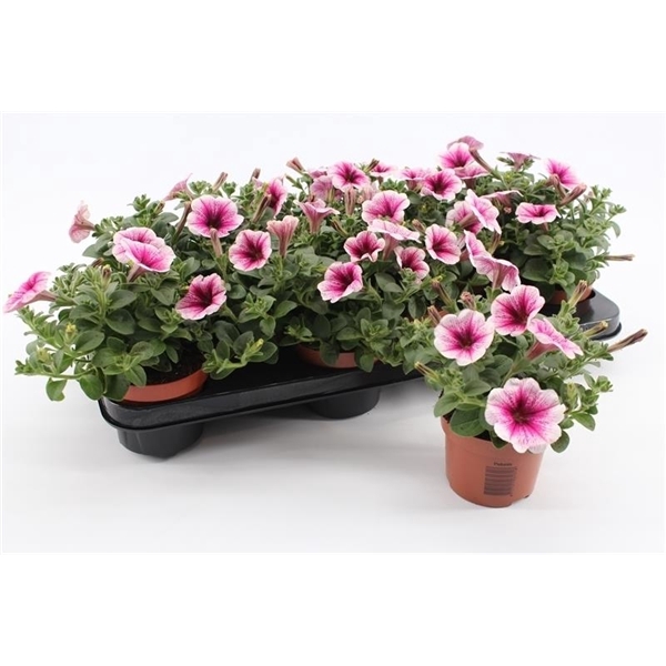 <h4>Petunia Pink Vein</h4>