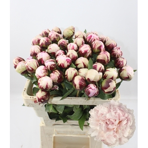 PAEO L REINE HORTENS