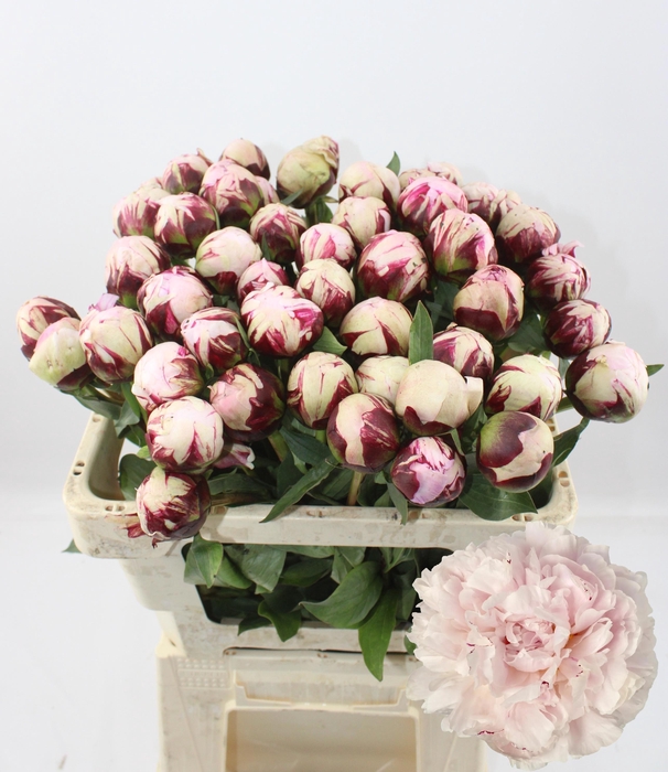 <h4>PAEO L REINE HORTENS</h4>