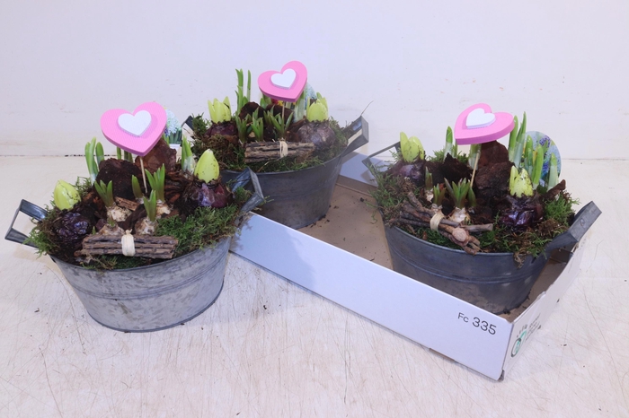 <h4>ARR BOL KNOLGEWAS</h4>