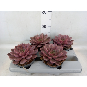 Echeveria   ...