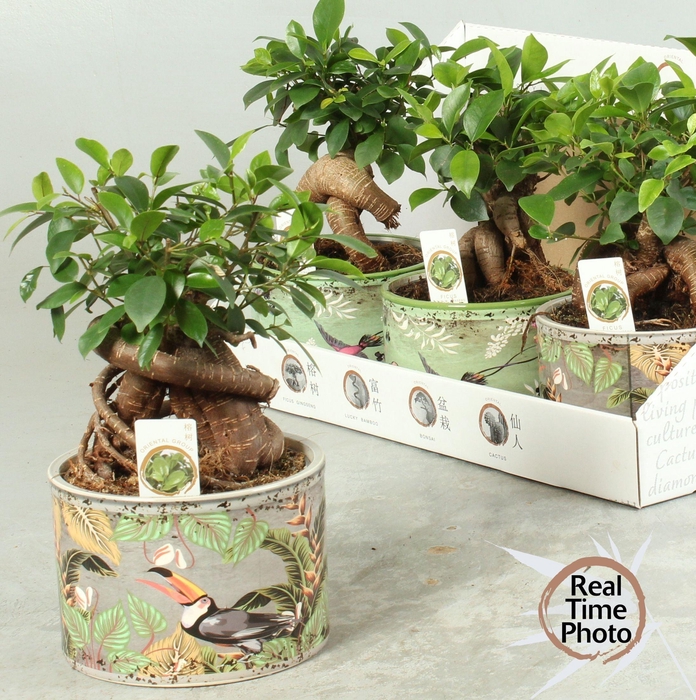 <h4>FIC MI GINSENG</h4>