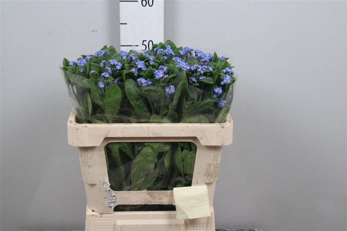 <h4>Myos Al Blue Memory</h4>