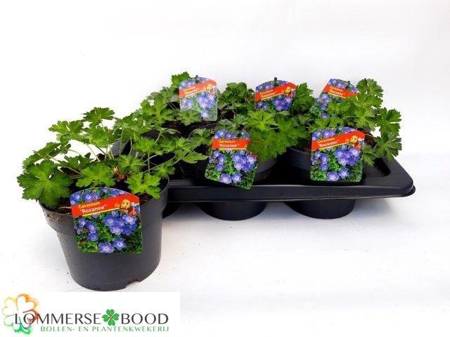 <h4>GERAN ROZANNE</h4>