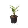 DENDROBIUM MINI P11