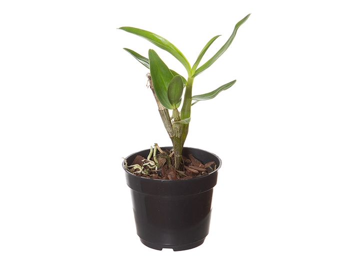 <h4>DENDROBIUM P07 SEM FLOR</h4>