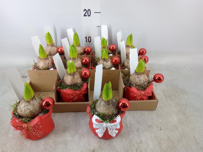 <h4>Arr. Hyacinthus L%</h4>