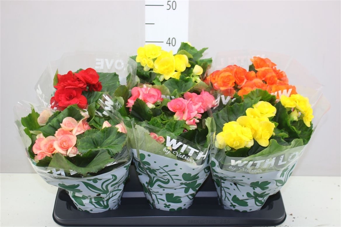 <h4>Begonia Du Gemengd</h4>