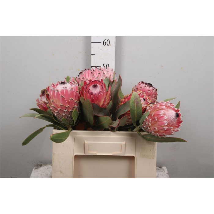 <h4>Protea Magnifica</h4>