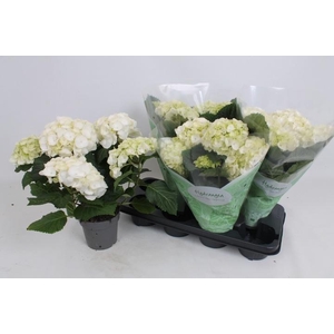 HYDR M CRYSTAL PALAC