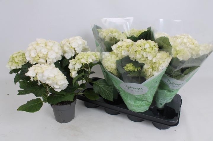 <h4>HYDR M CRYSTAL PALAC</h4>