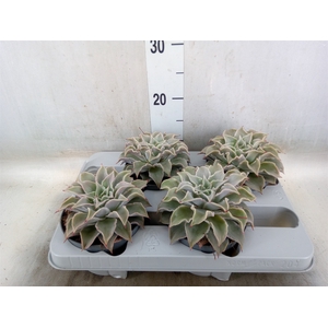 Echeveria   ...
