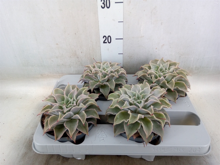 <h4>Echeveria   ...</h4>