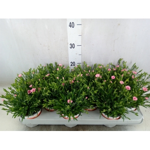 Dianthus  'Diantica Peach Party'