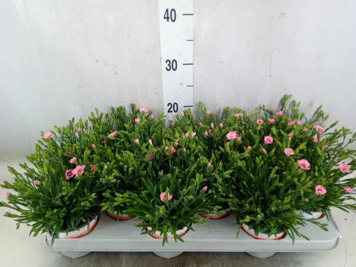 <h4>Dianthus  'Diantica Peach Party'</h4>