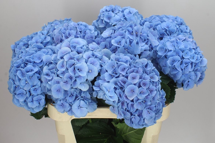 <h4>Hyd Mammoet Blue</h4>