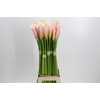 Zantedeschia Eydolls Salmon