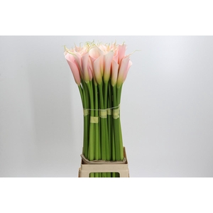 Zantedeschia Eydolls Salmon